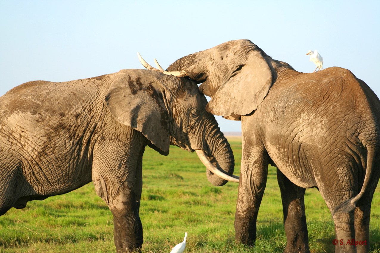 2-Elephants-and-a-bird