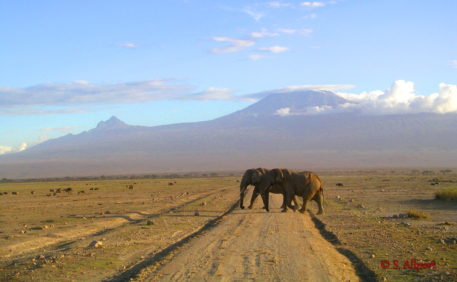 Elephants-Crossing-Mt-Kilimanjaro-backdrop