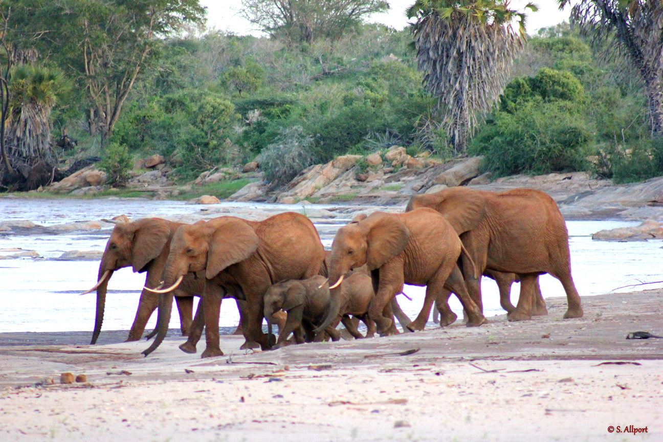 Elephants-River-Crossing
