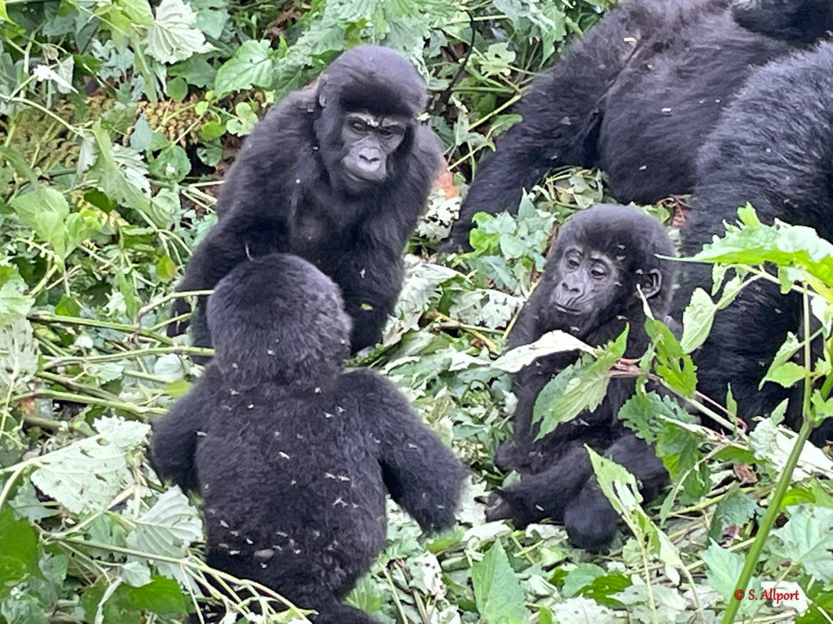 Gorilla-Family