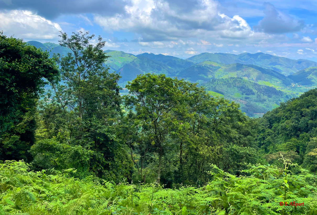 Jungle-Hills-