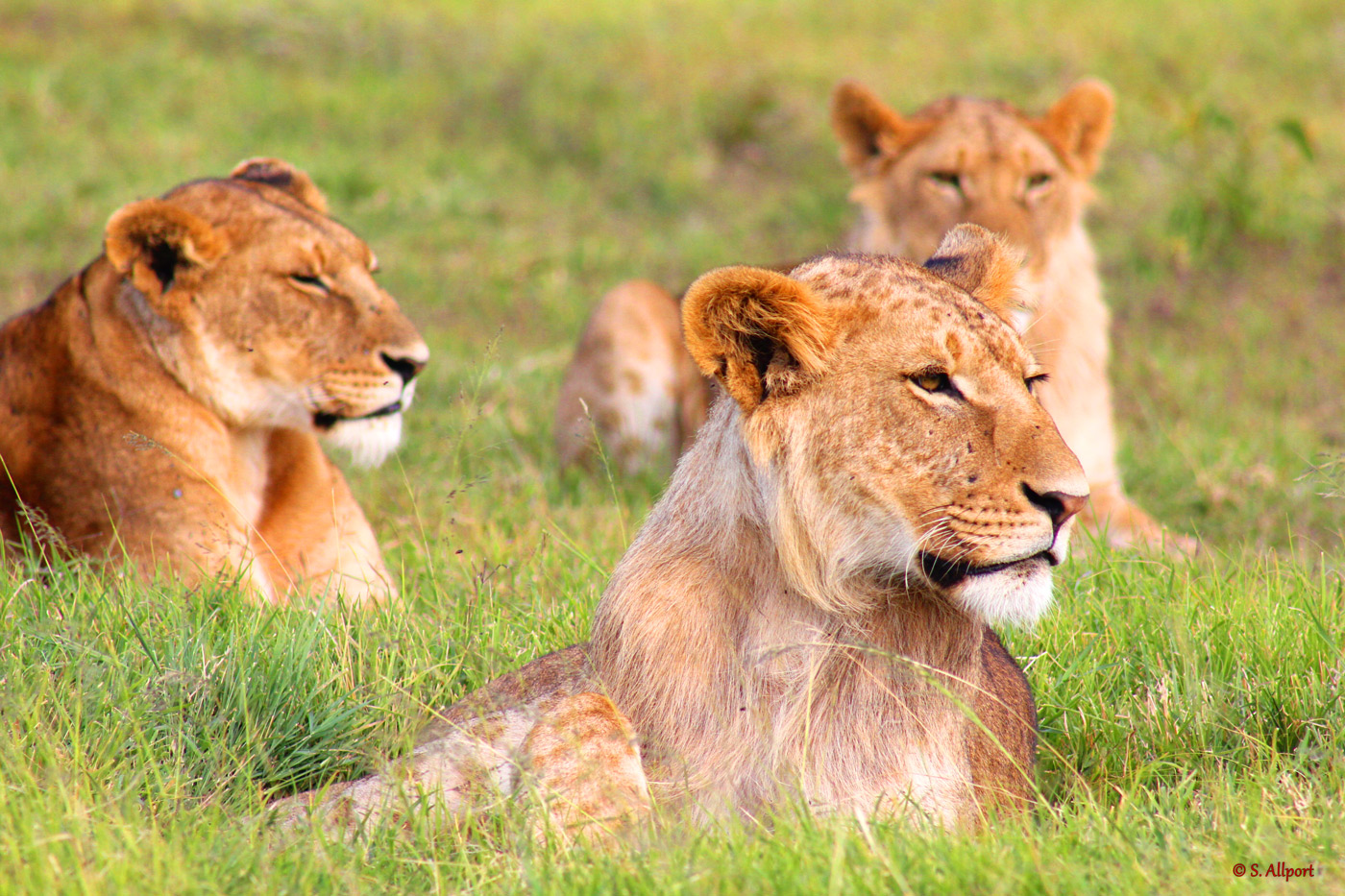 Lioness-Lounge-Grassland-3
