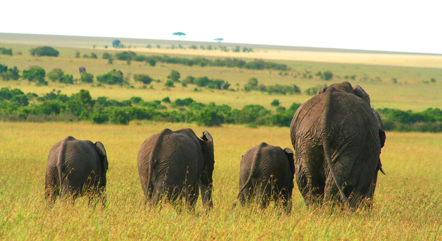 Elephant-Savanna-Behind-slides