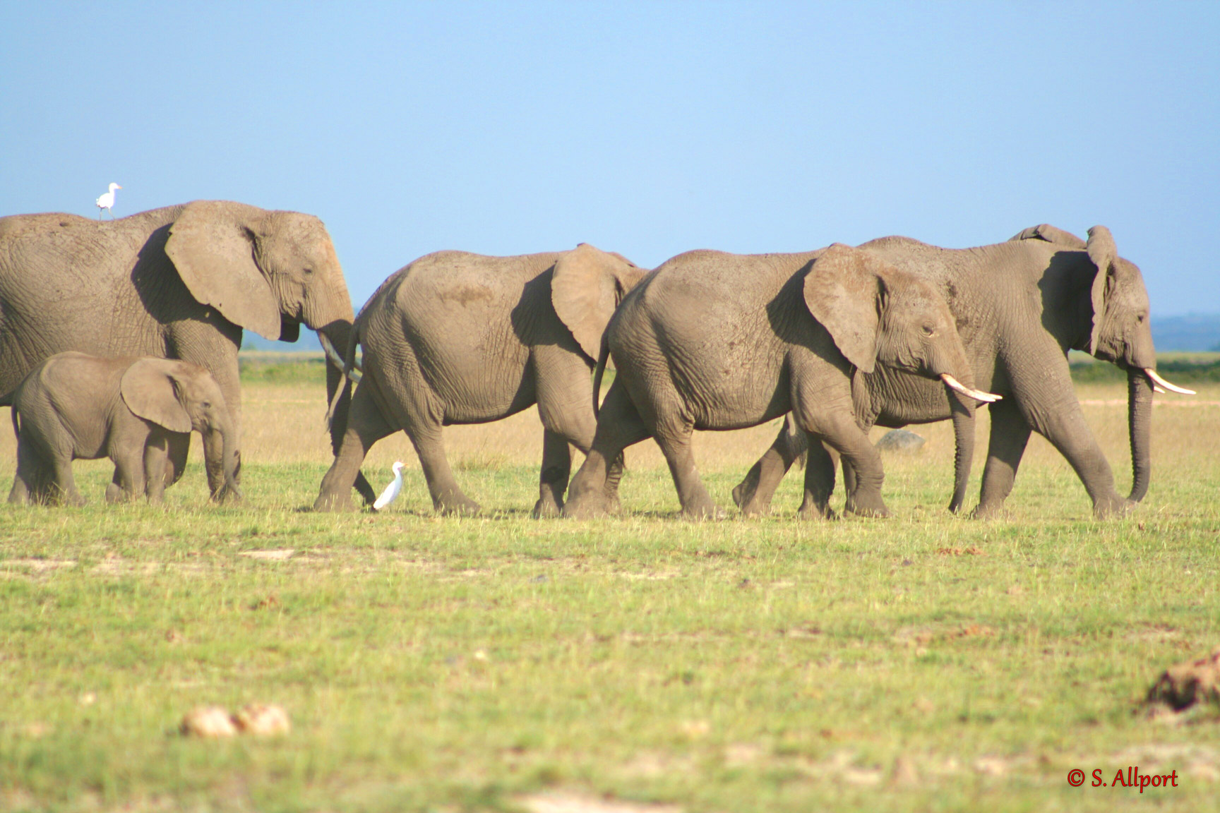 Elephants-Herd