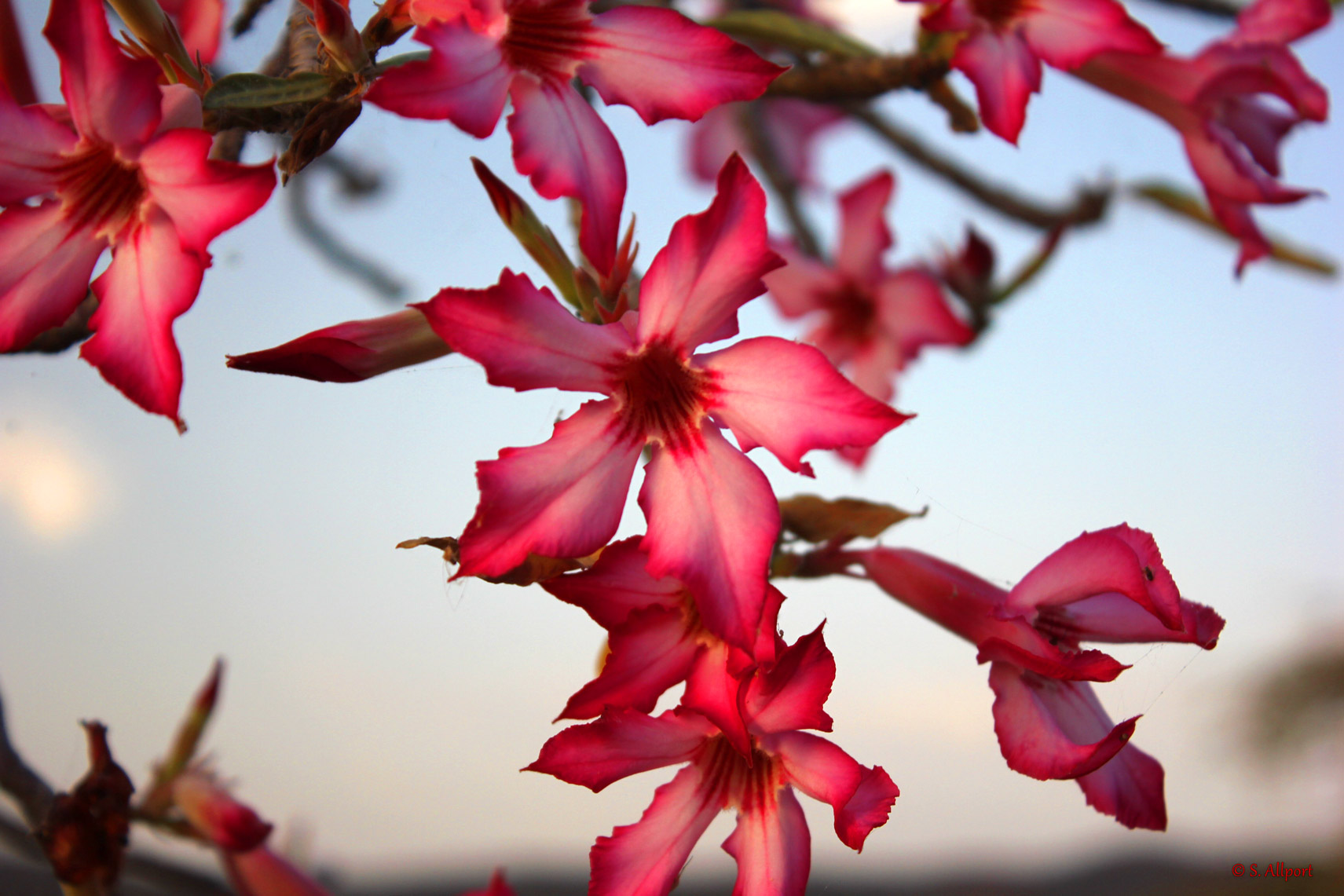 Flower-Fauna-Pink