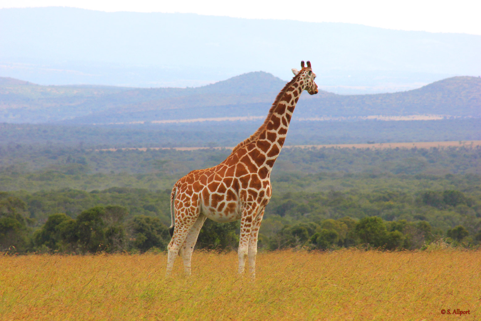 Samburu, Bufalo Springs and Shaba
