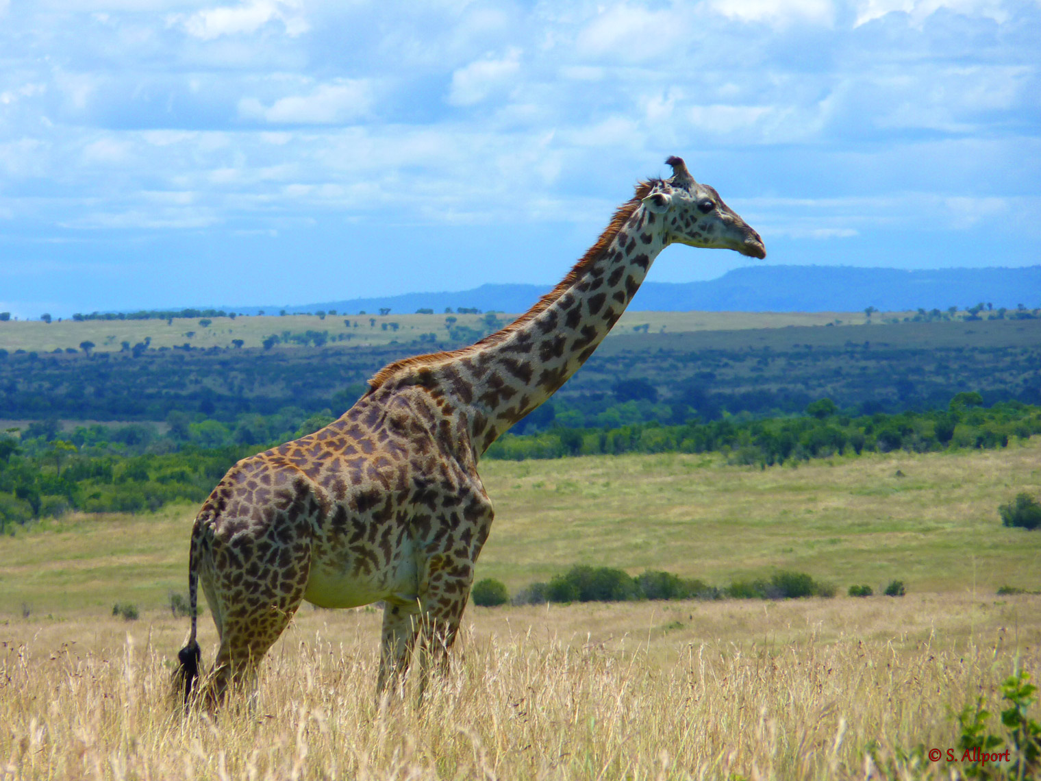 Giraffe-Savannah