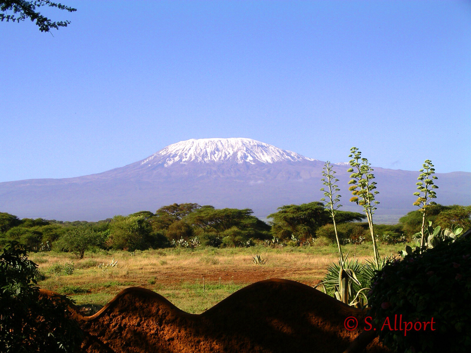 Kilimanjaro