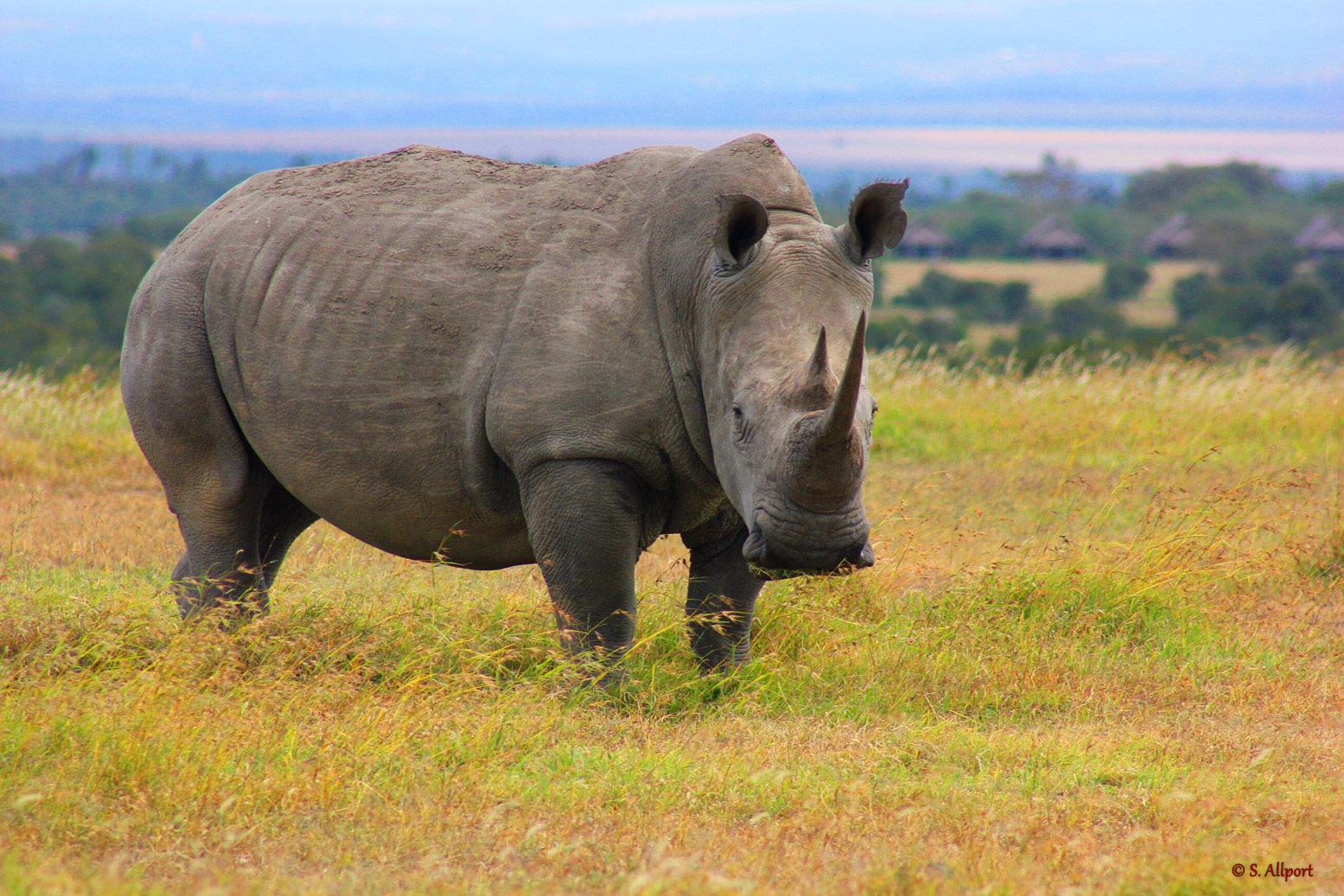 Rhino-Savanna