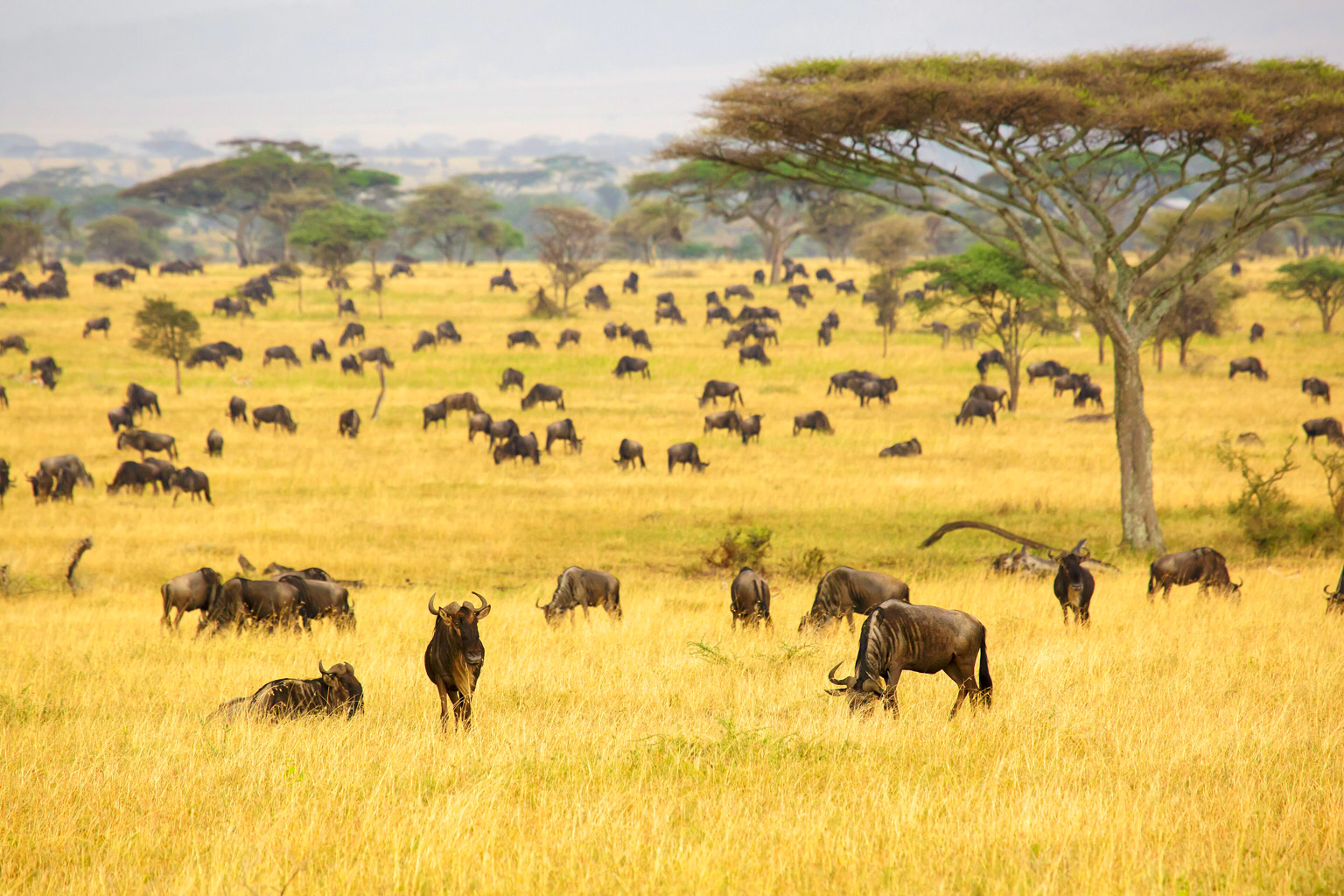 Serengeti_National_Park_05_-_wildeebeast_-_Connochaetes