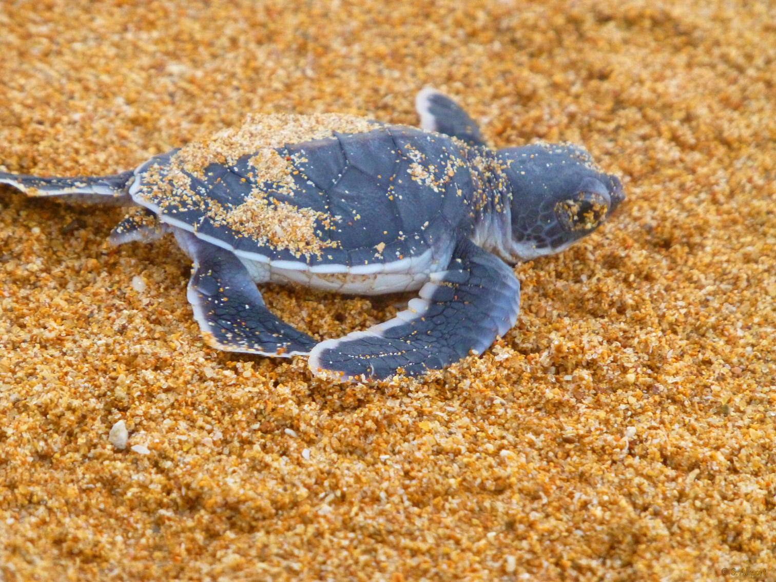 Turtle-baby