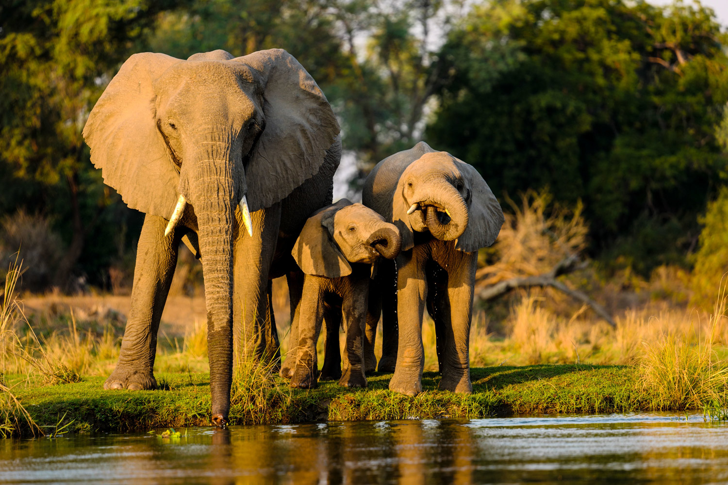 closeup-shot-elephants-standing-near-lake-sunset