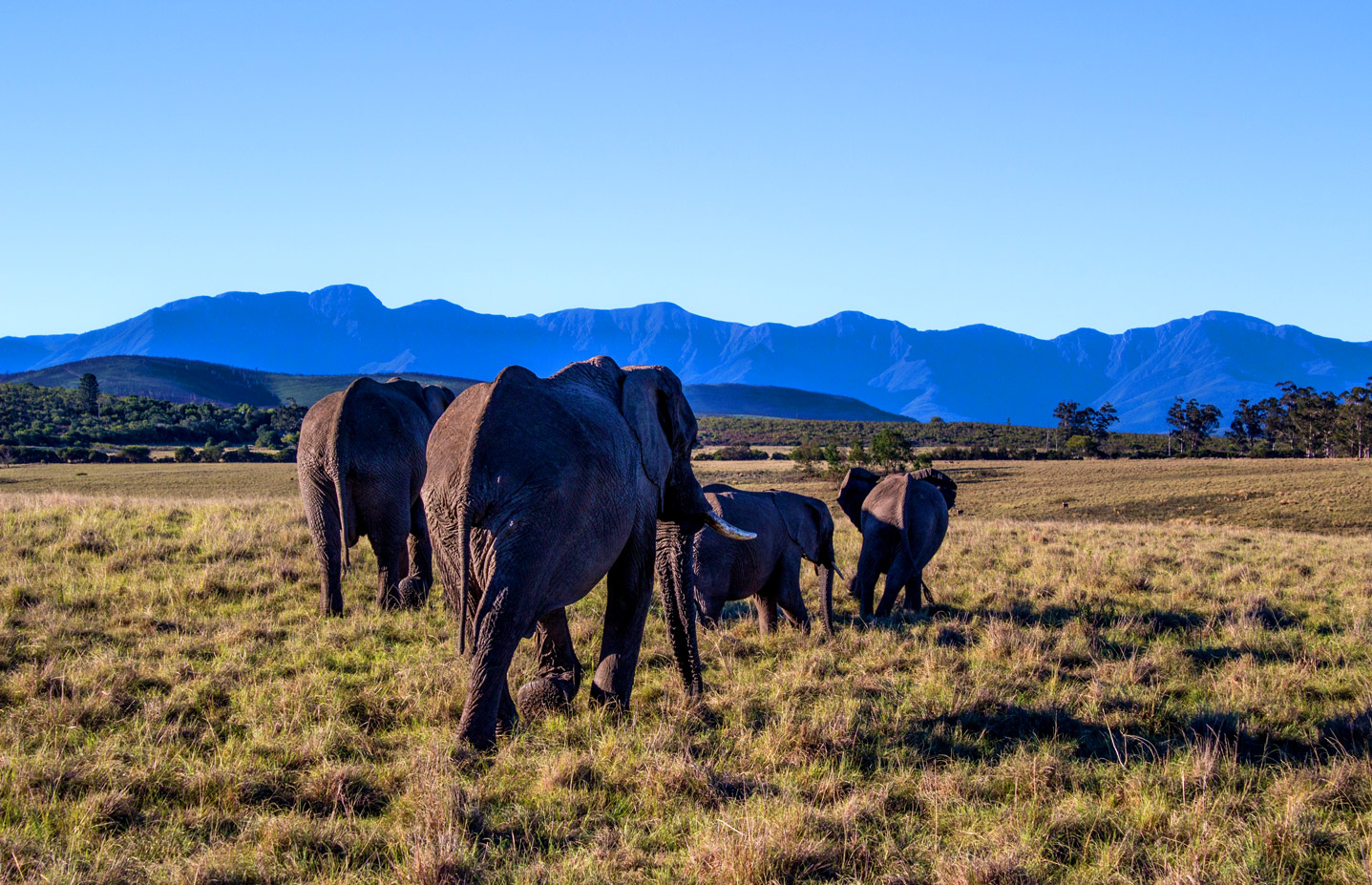 elephants-walking-through-field-surrounded-by-hills-sunlight-blue-sky-daytime