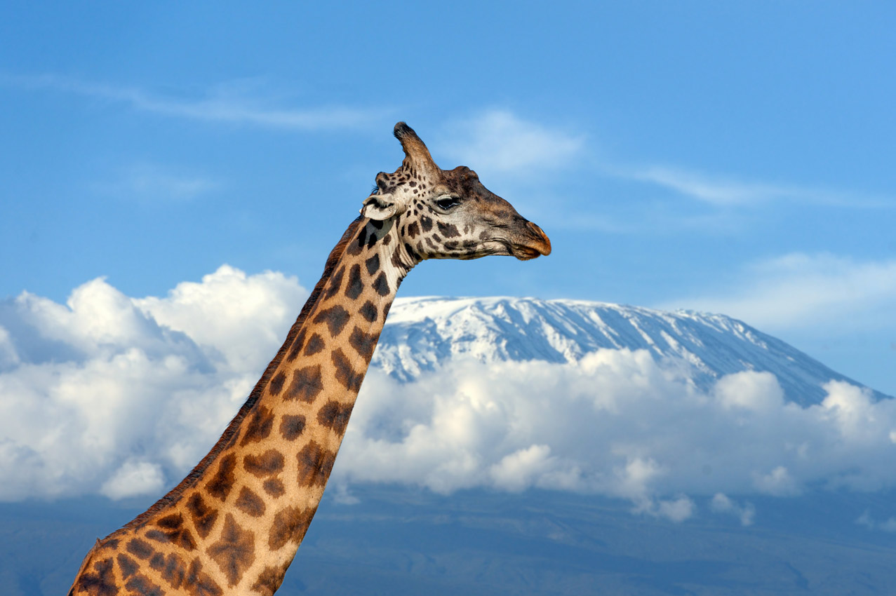 giraffe-kilimanjaro-mountain-national-park-kenya