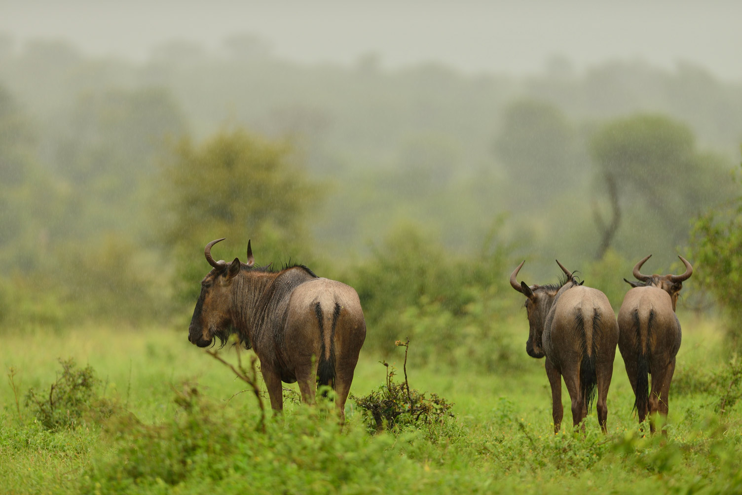 group-three-wildebeests-grazing-grass-covered-field-african-jungles