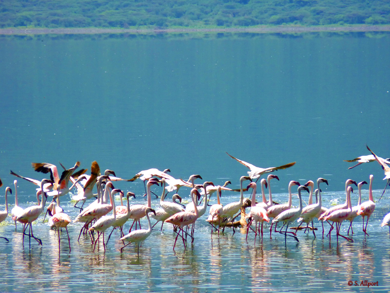 Lake Nakuru National Park