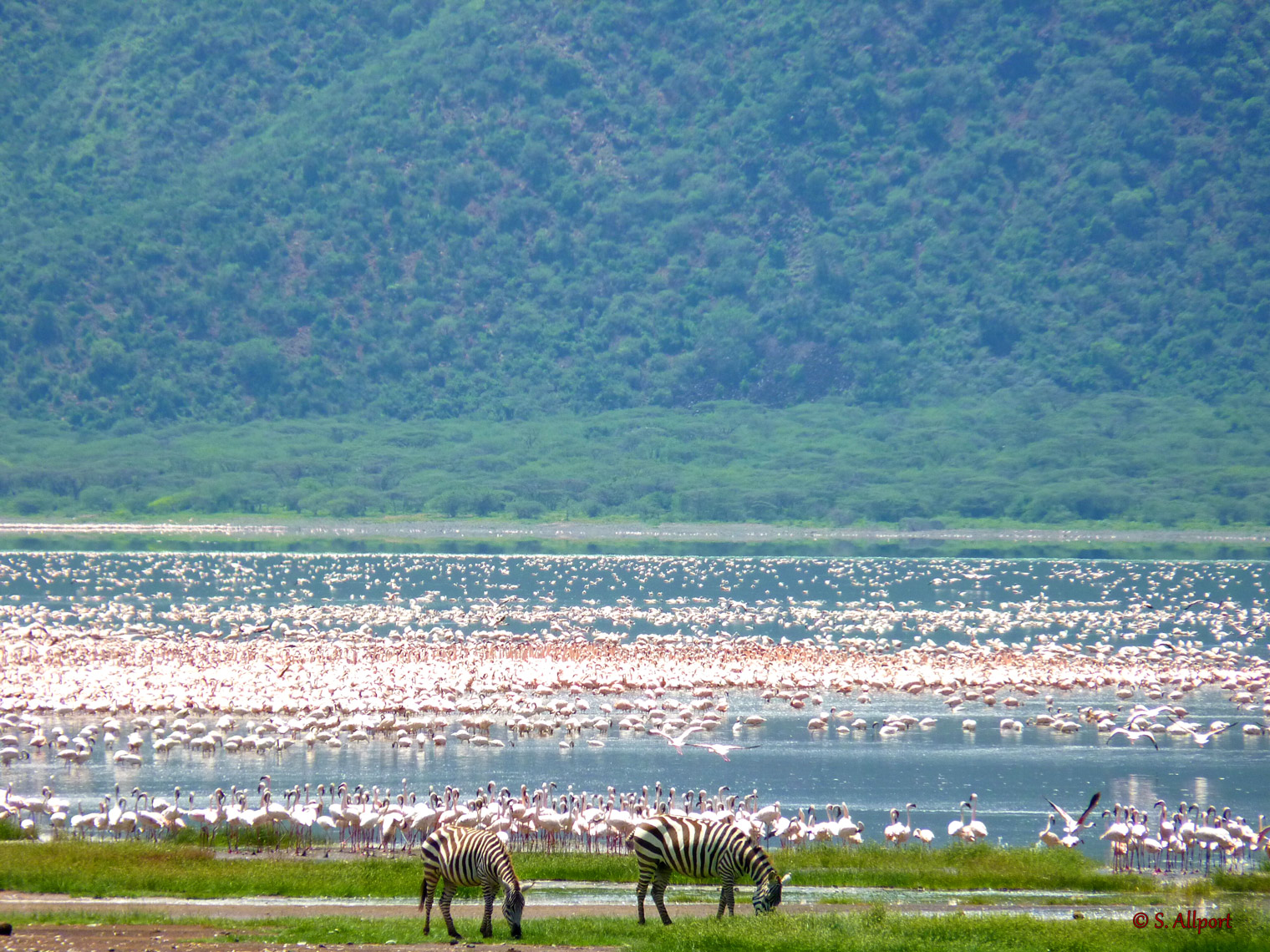 lake-flamingos